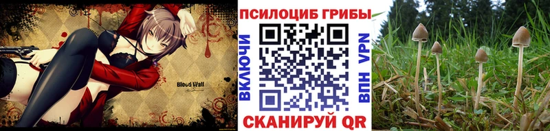 Псилоцибиновые грибы Psilocybe  Купить  Кизилюрт 
